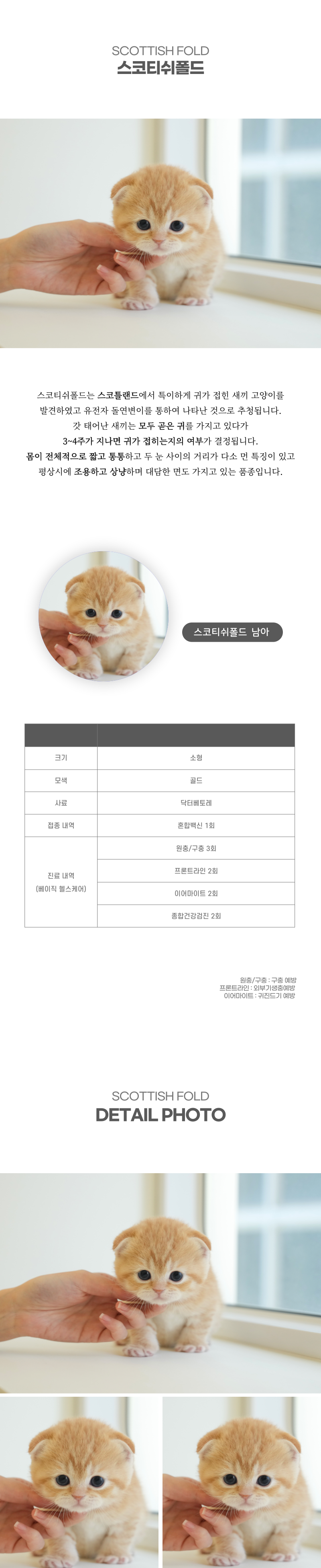 스코티쉬폴드_상세이미지_2